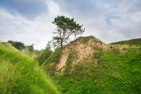 Wild nature landscape with a pine of a hill and green grass on the slopes