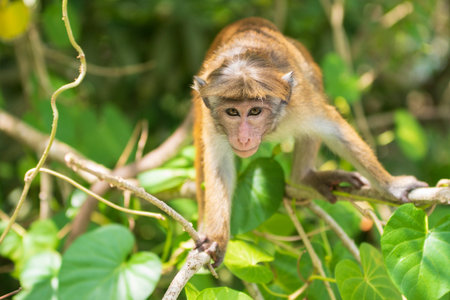 Toque macaque stands on a tree branches and grazes into a camera at Sri Lanka jungles close-up