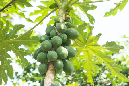 Bunch of papaya growing on a palm in a jungle of Sri Lanka