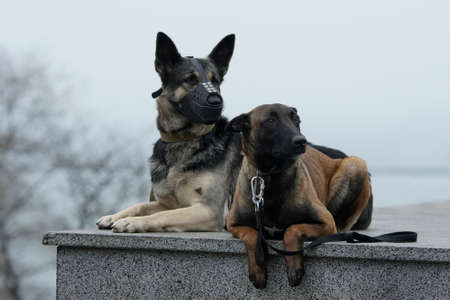 Two purebred german and belgian shepherd war-dogs lying together on a marble outdoorsの写真素材