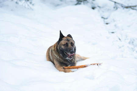 Single german shepherd dog lies in a snowdrifts with wooden stickの写真素材