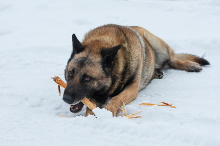 German shepherd gnaws wooden stick lying on a snow
