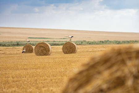 Several cranes on a dry field with sheaves in autumn rural landscapeの写真素材