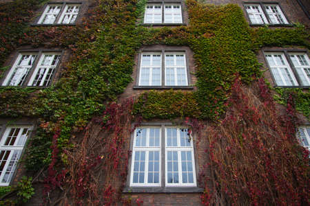 Old building wall overgrown with climbing plants and nine white wooden windows backgroundの写真素材