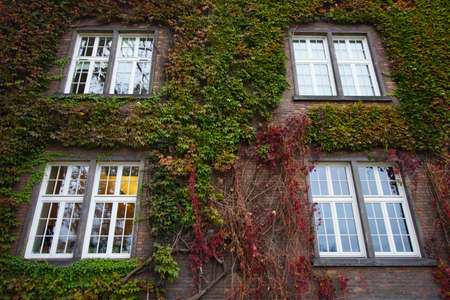 Wall of an old building overgrown with different climbing plants on a brick and four white windowsの写真素材