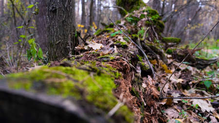 Log in the forest. Old forest.の写真素材