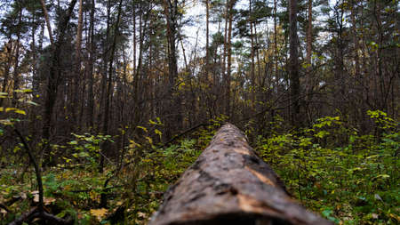 Log in the forest. Old forest.の写真素材