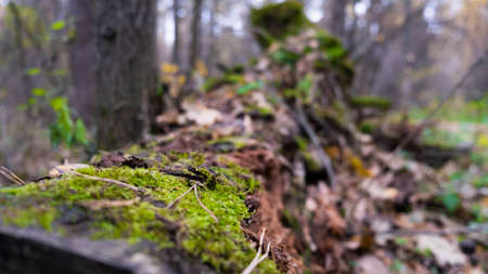 Log in the forest. Old forest.の写真素材