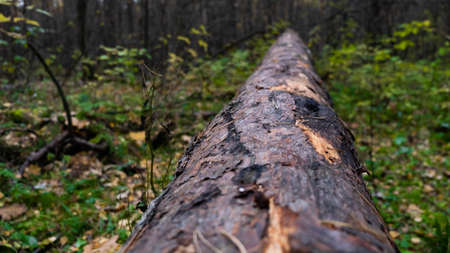 Log in the forest. Old forest.の写真素材