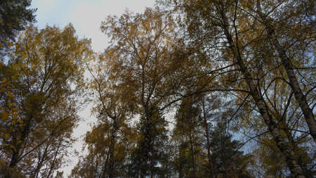 Crowns of trees in the forestの写真素材