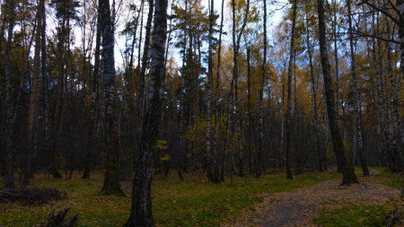 Crowns of trees in the forestの写真素材