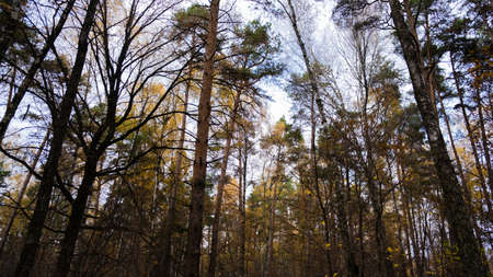 Crowns of trees in the forestの写真素材