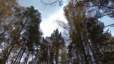 Crowns of trees in the forestの写真素材