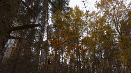 Crowns of trees in the forestの写真素材