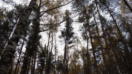 Crowns of trees in the forestの写真素材