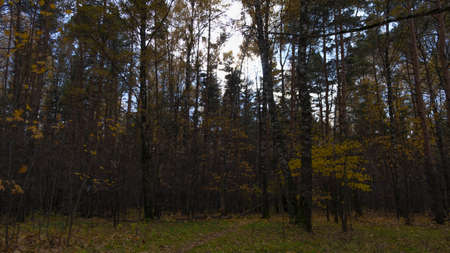 Crowns of trees in the forestの写真素材