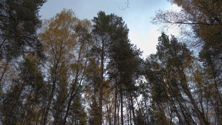 Crowns of trees in the forestの写真素材