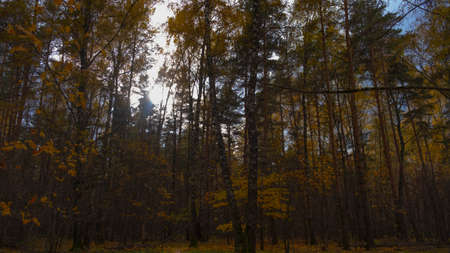 Crowns of trees in the forestの写真素材