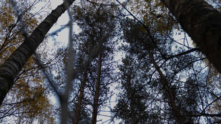 Crowns of trees in the forestの写真素材