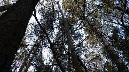Crowns of trees in the forestの写真素材
