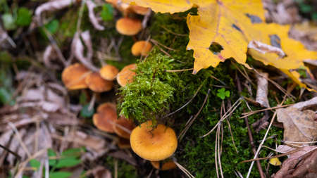 Mushrooms of the autumn forest. Russian autumn.の写真素材