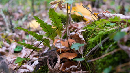 Mushrooms of the autumn forest. Russian autumn.の写真素材