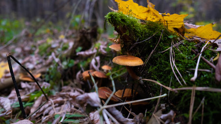 Mushrooms of the autumn forest. Russian autumn.の写真素材