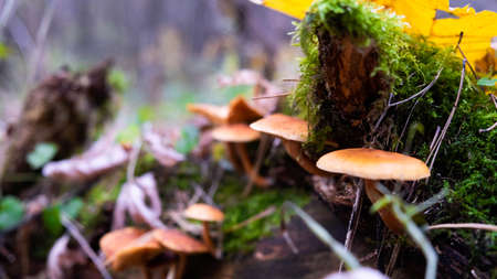 Mushrooms of the autumn forest. Russian autumn.の写真素材