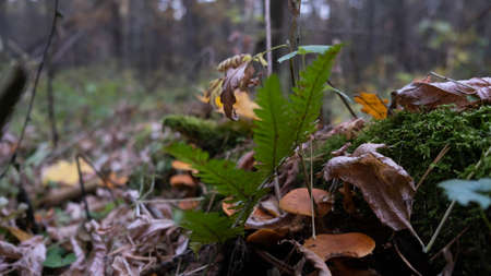 Mushrooms of the autumn forest. Russian autumn.の写真素材