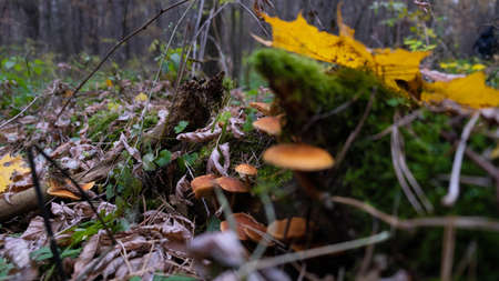 Mushrooms of the autumn forest. Russian autumn.の写真素材