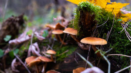 Mushrooms of the autumn forest. Russian autumn.の写真素材