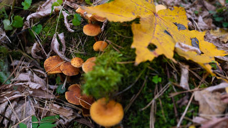 Mushrooms of the autumn forest. Russian autumn.の写真素材