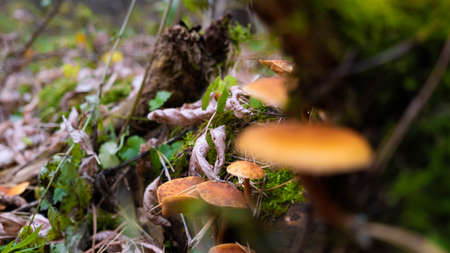 Mushrooms of the autumn forest. Russian autumn.の写真素材