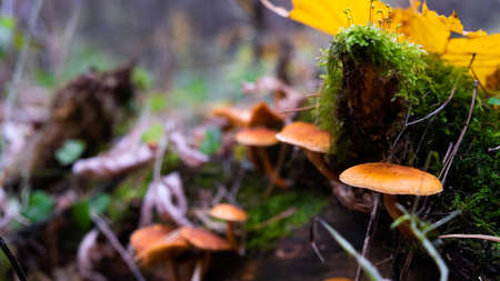 Mushrooms of the autumn forest. Russian autumn.の写真素材