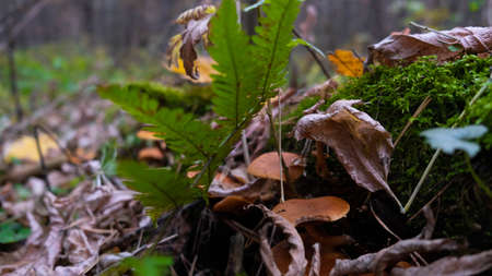 Mushrooms of the autumn forest. Russian autumn.の写真素材