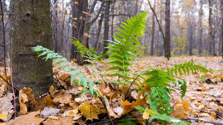 Fern in the autumn forest, autumn leaves, yellow trees.gloomy sky, gray treesの写真素材