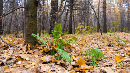 Fern in the autumn forest, autumn leaves, yellow trees.gloomy skyの写真素材