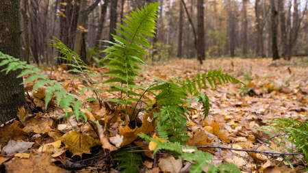 Fern in the autumn forest, autumn leaves, yellow treesの写真素材
