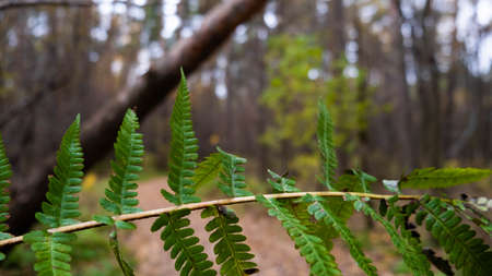 A fern in the autumn forestの写真素材