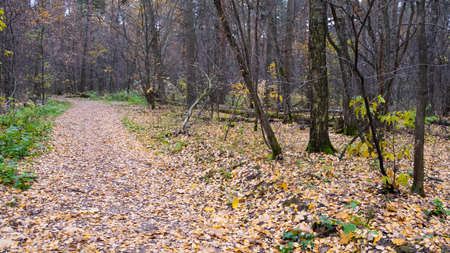 Autumn path in the Russian forest.の写真素材