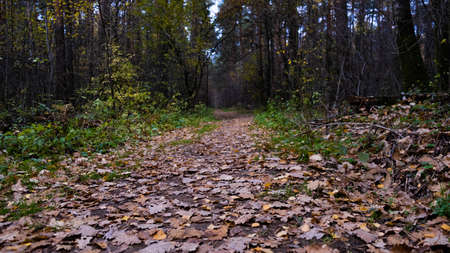Autumn path in the Russian forest.の写真素材