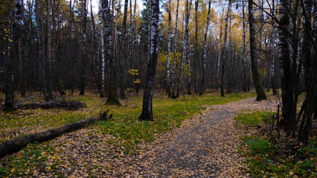 Autumn path in the Russian forest.の写真素材