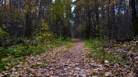 Autumn path in the Russian forest.の写真素材