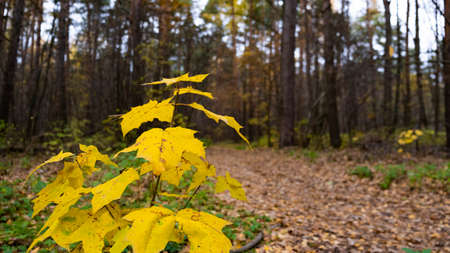 Autumn path in the Russian forest.の写真素材