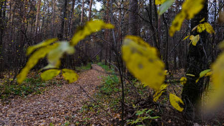 Autumn path in the Russian forest.の写真素材