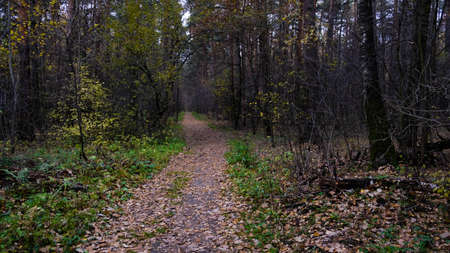 Autumn path in the Russian forest.の写真素材