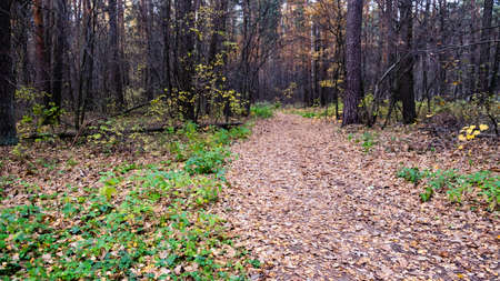 Autumn path in the Russian forest.の写真素材