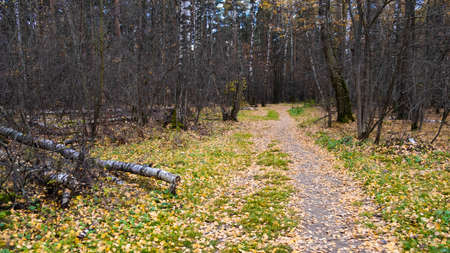 Autumn path in the Russian forest.の写真素材