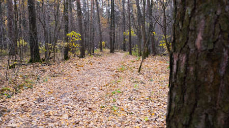 Autumn path in the Russian forest.の写真素材