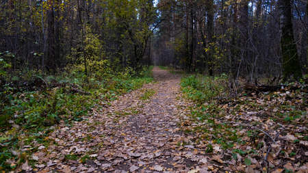 Autumn path in the Russian forest.の写真素材